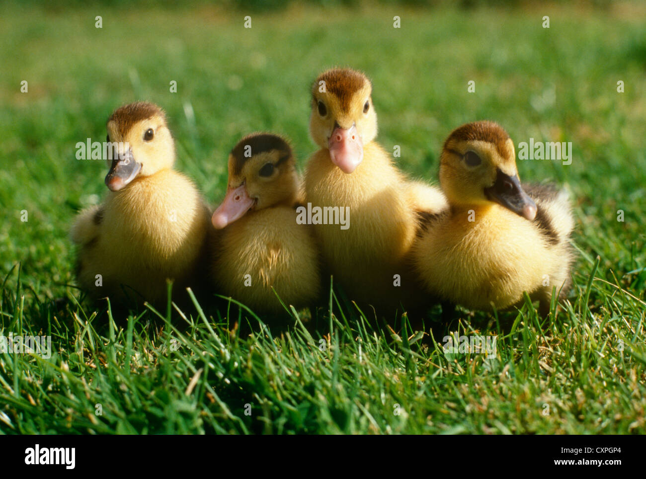 Four cute ducklings outdoors Stock Photo