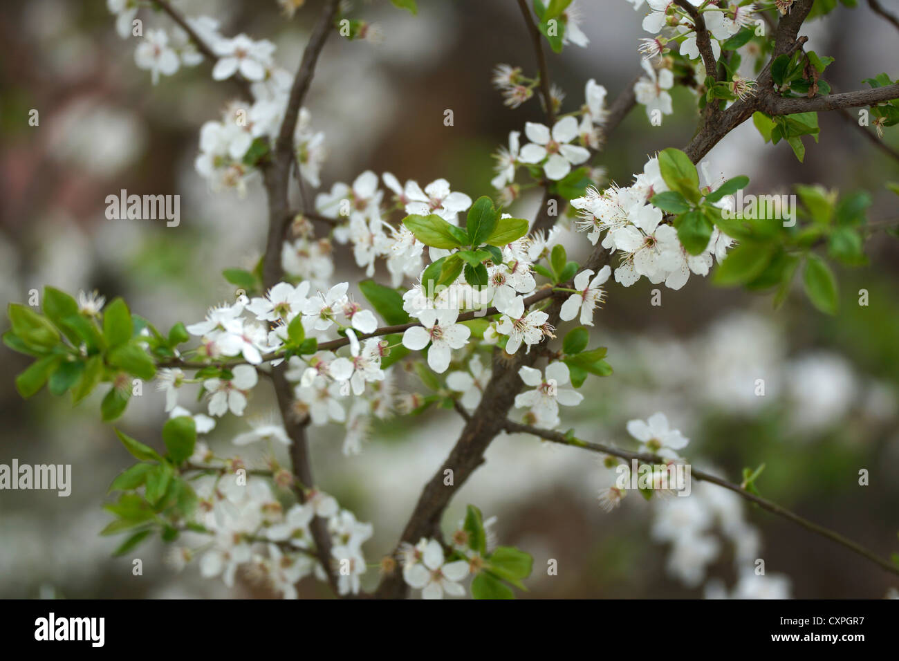 White thorn tree hires stock photography and images Alamy