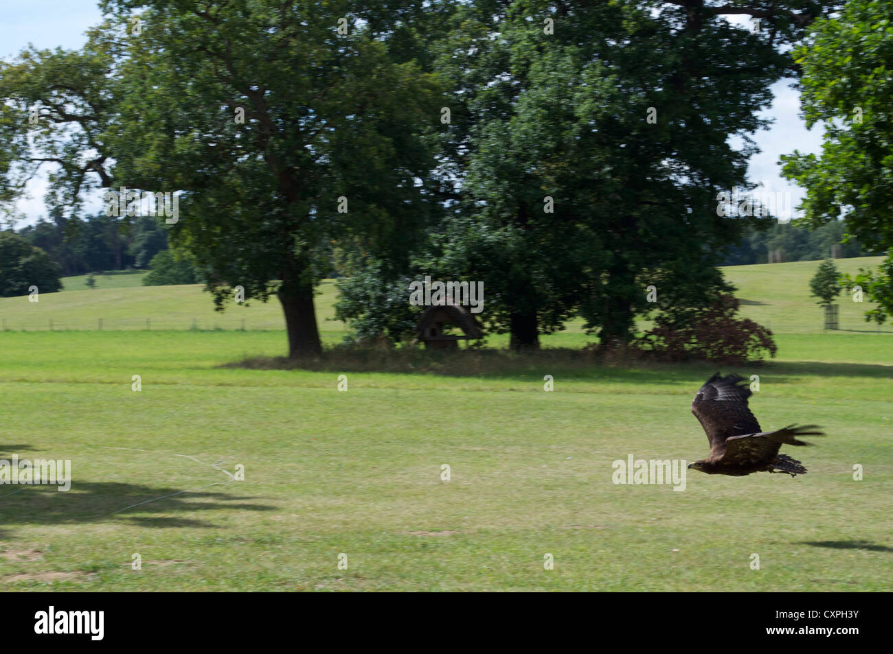 Eagle in flight at the English School Of Falconry and Birds Of Prey Centre in Biggleswade Stock