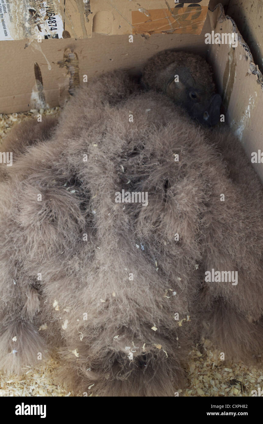 Baby condor hi-res stock photography and images - Alamy