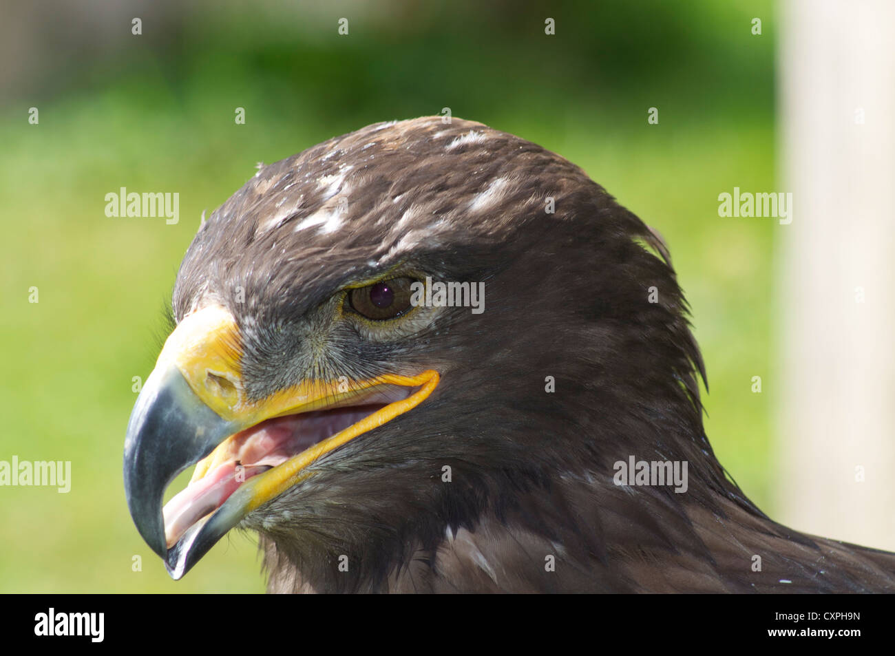 Bird of Prey at the English School Of Falconry and Birds Of Prey Centre in Biggleswade England