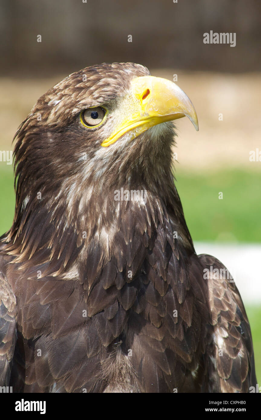 Golden Eagle at the English School Of Falconry and Birds Of Prey Centre in Biggleswade England