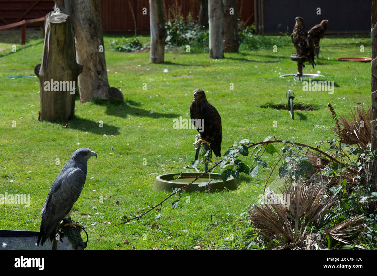 Birds at the English School Of Falconry and Birds Of Prey Centre in Biggleswade England Stock