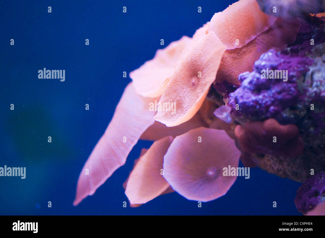 closeup of beautiful pink coral Stock Photo