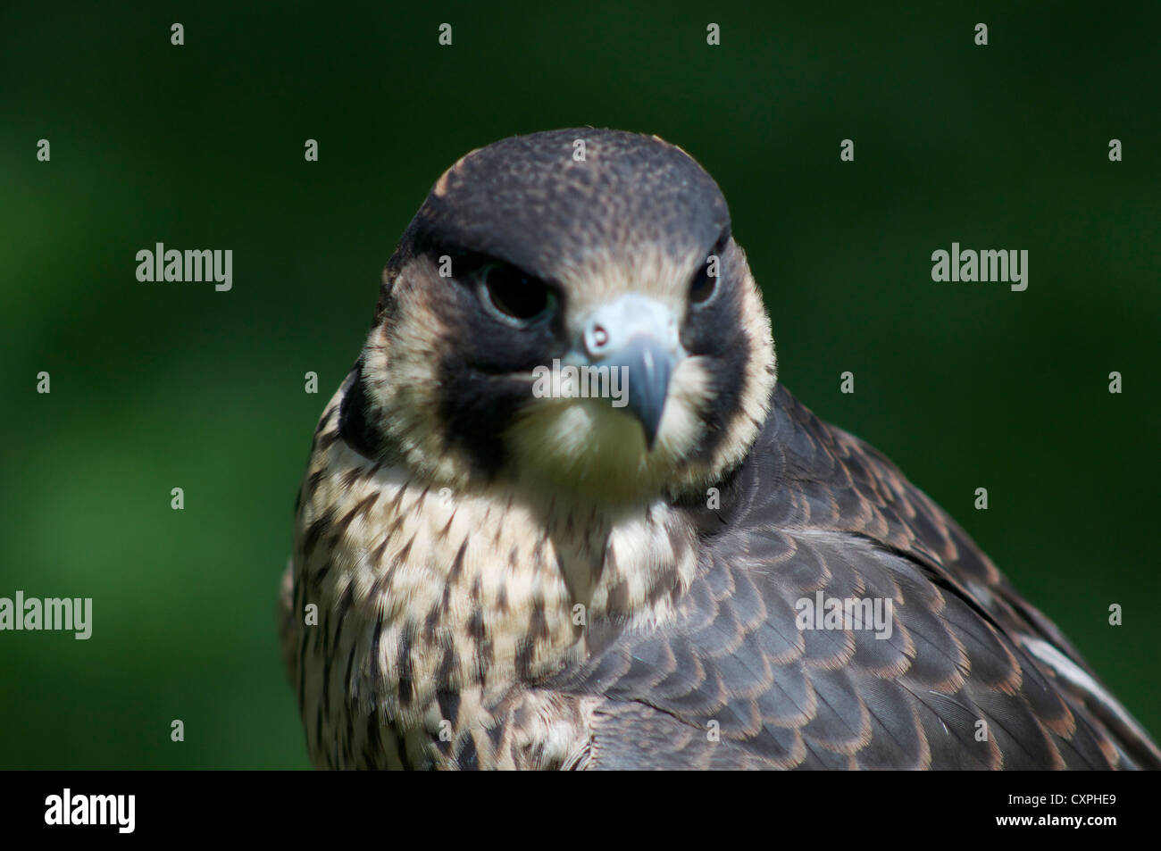 Peregrine Falcon At The English School Of Falconry And Birds