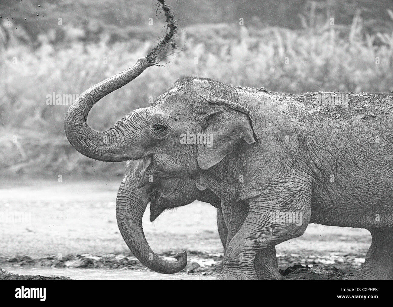 Elephant Nature Sanctuary, Chang Mai,Thailand, Asia. Two Asiatic (Indian) rescued elephants spraying water & mud for protection. Stock Photo