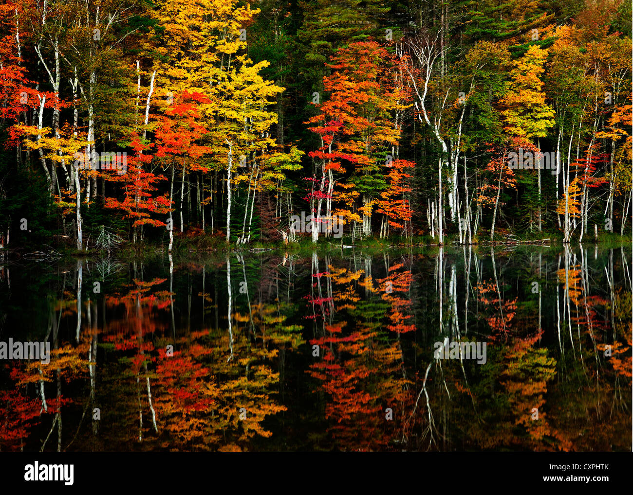 Upper Peninsula Michigan America. Peak fall color and reflections on