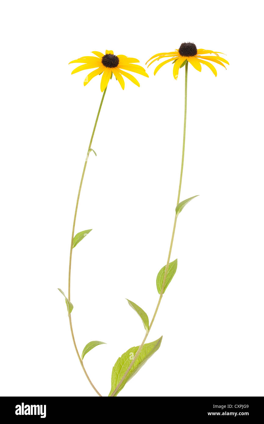 yellow flower (Rudbeckia fulgida) on white background Stock Photo