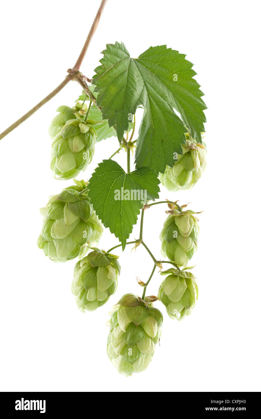 fresh hop's cones with green leaf on stem Stock Photo