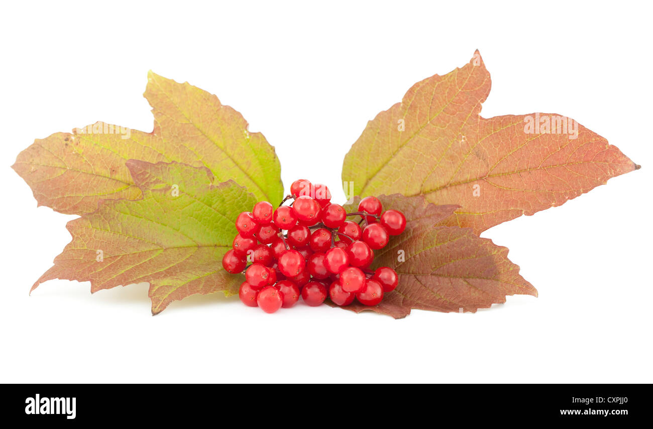 cluster red viburnum with leaf on white background Stock Photo