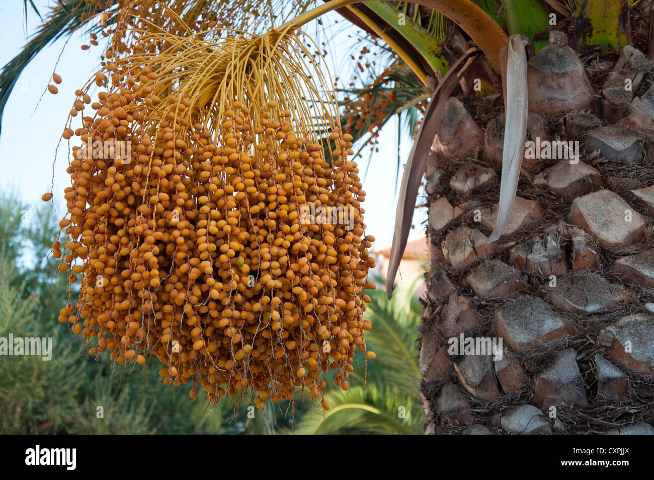 Orange palm fruits on a palm tree in Zante, Greece Stock Photo