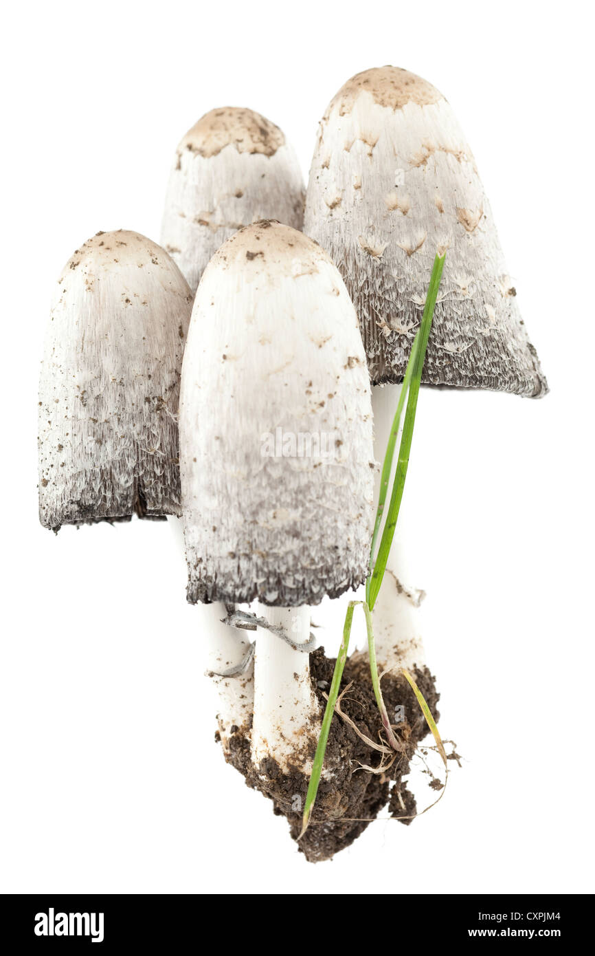 white edible mushroom (Coprinus comatus) on white Stock Photo