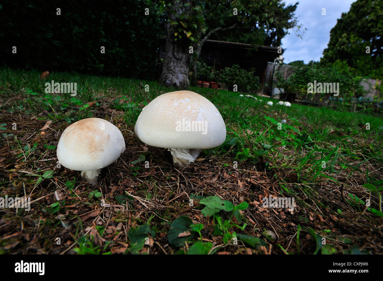 Closeup of two field mushrooms (Agaricus campestris) with more mushrooms in the background to the right Stock Photo