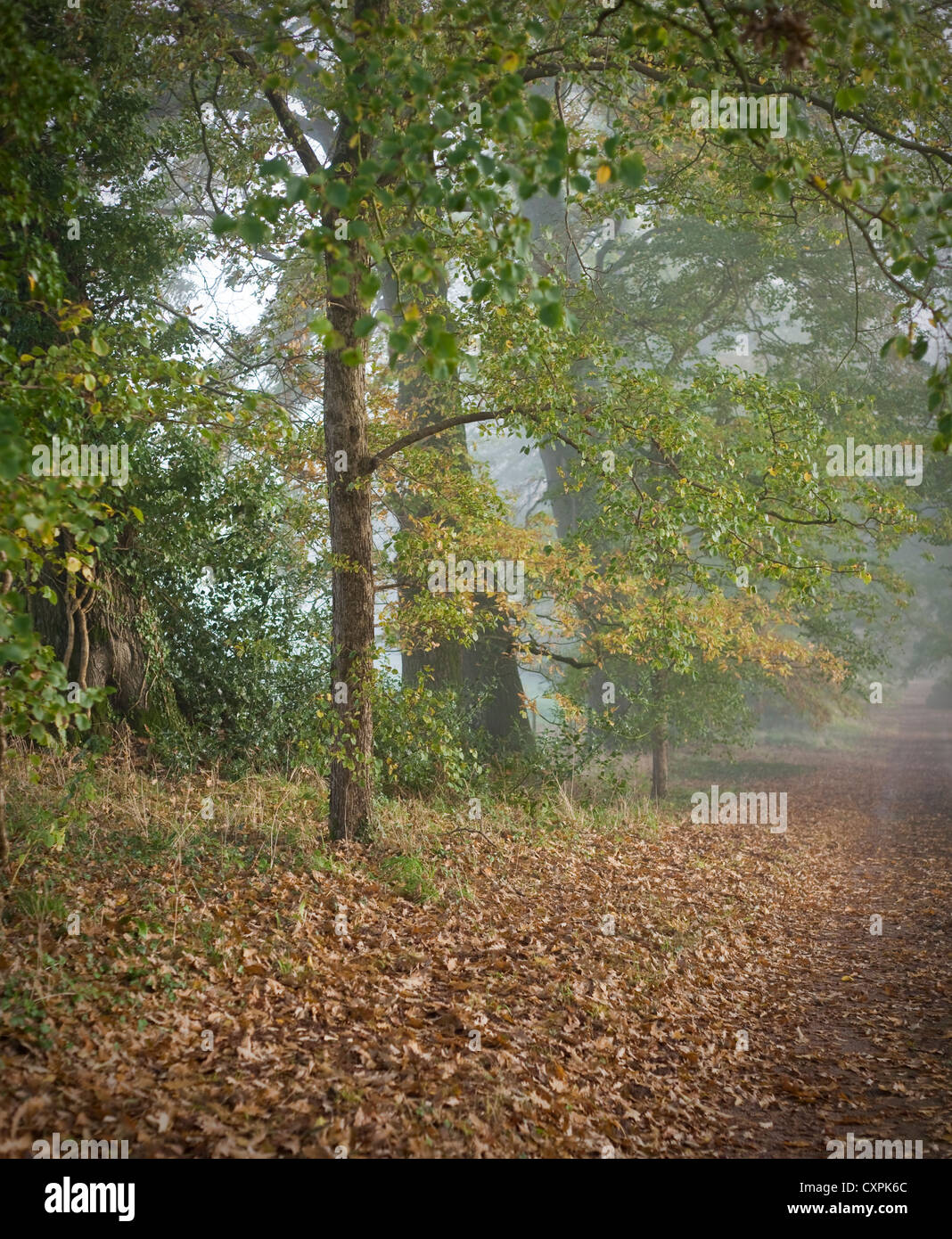 Chalky Woodland Hi res Stock Photography And Images Alamy