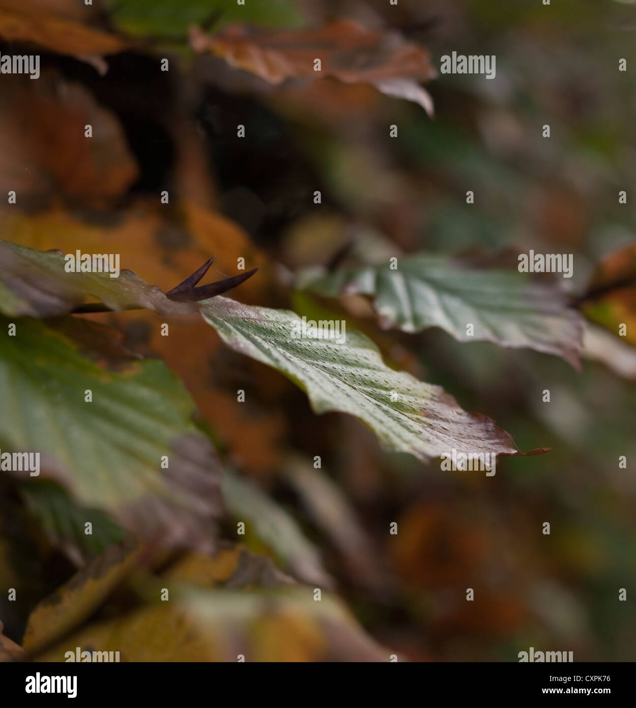 Winter tints and colours of deciduous, native, woodland Beech (Fagus ...