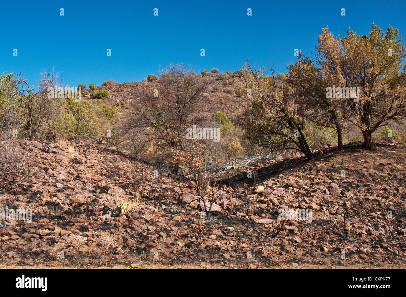 Burnt pinyon juniper-oak woodlands area in Davis Mountains State Park, near Fort Davis, Texas, USA Stock Photo