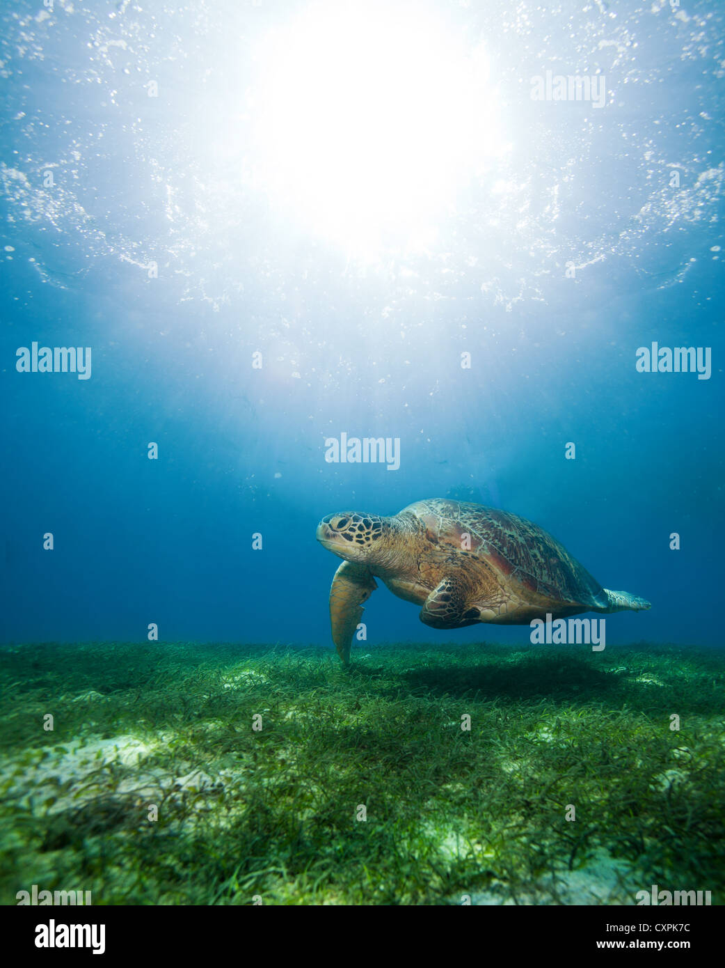 Huge turtle swimming underwater above seaweed bottom Stock Photo - Alamy