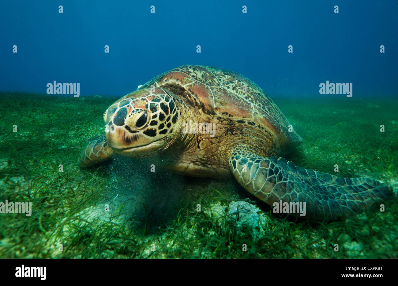 Close up of a big sea turtle eating seaweed underwater Stock Photo Alamy