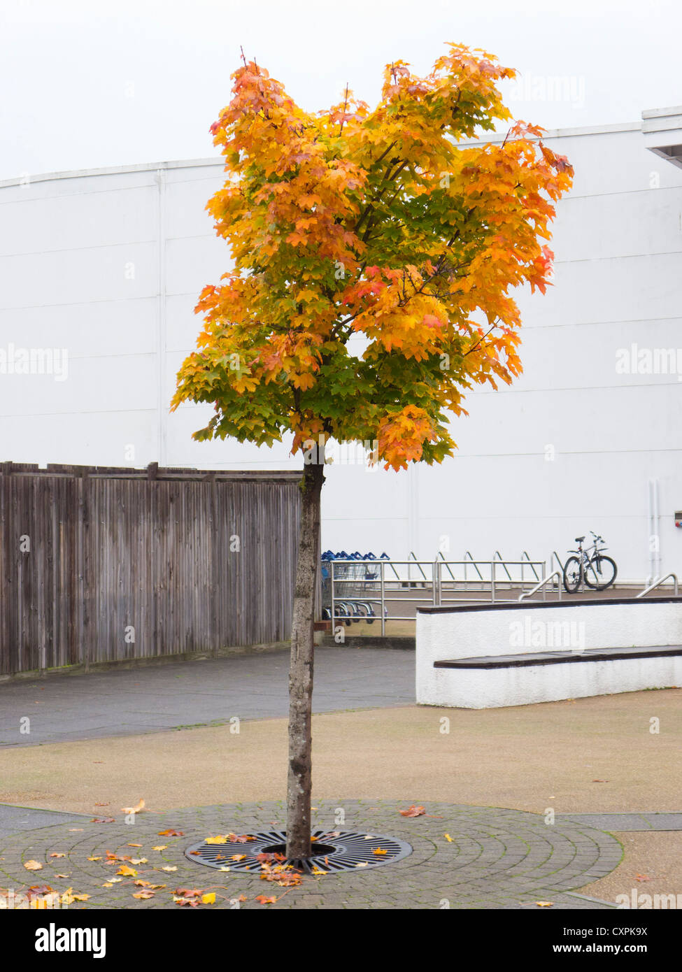 Single Autumn tree in urban scene. Stock Photo