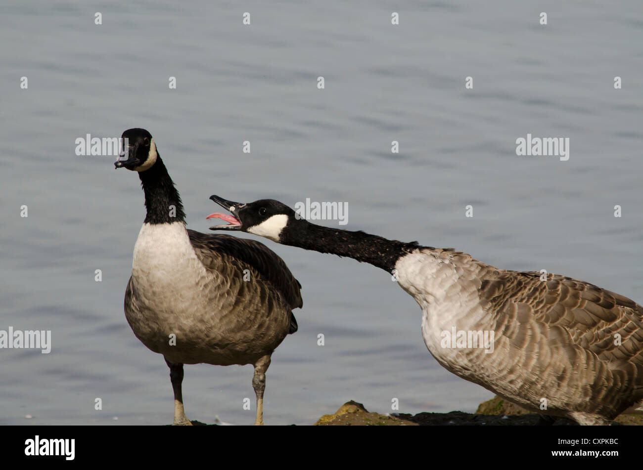 Geese fighting hires stock photography and images Alamy