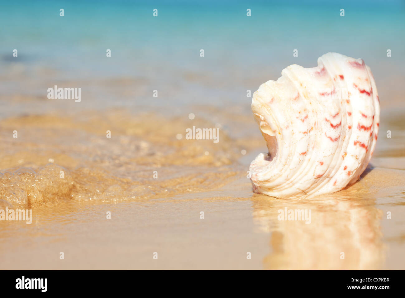 Seashell laying on the shore in the sand with washing waves Stock Photo ...