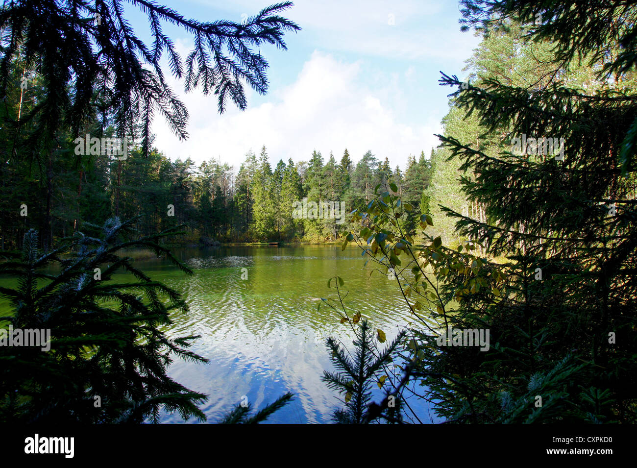 Sight at trees and pond from depth of a forest Stock Photo