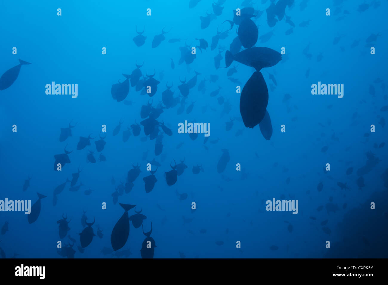 beautiful seascape in 30 meters underwater Stock Photo Alamy