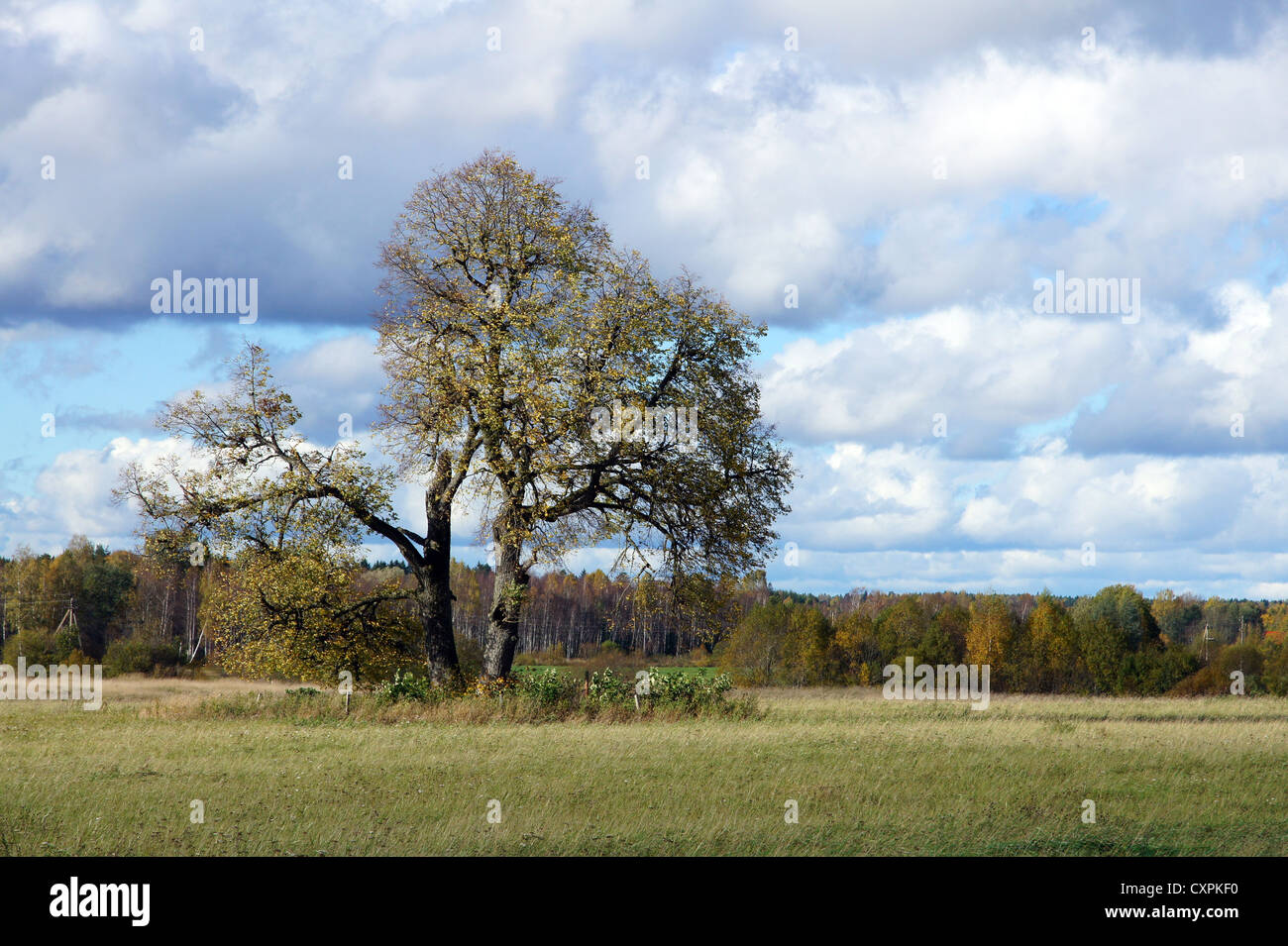 Tree against sky in a natural environment Stock Photo