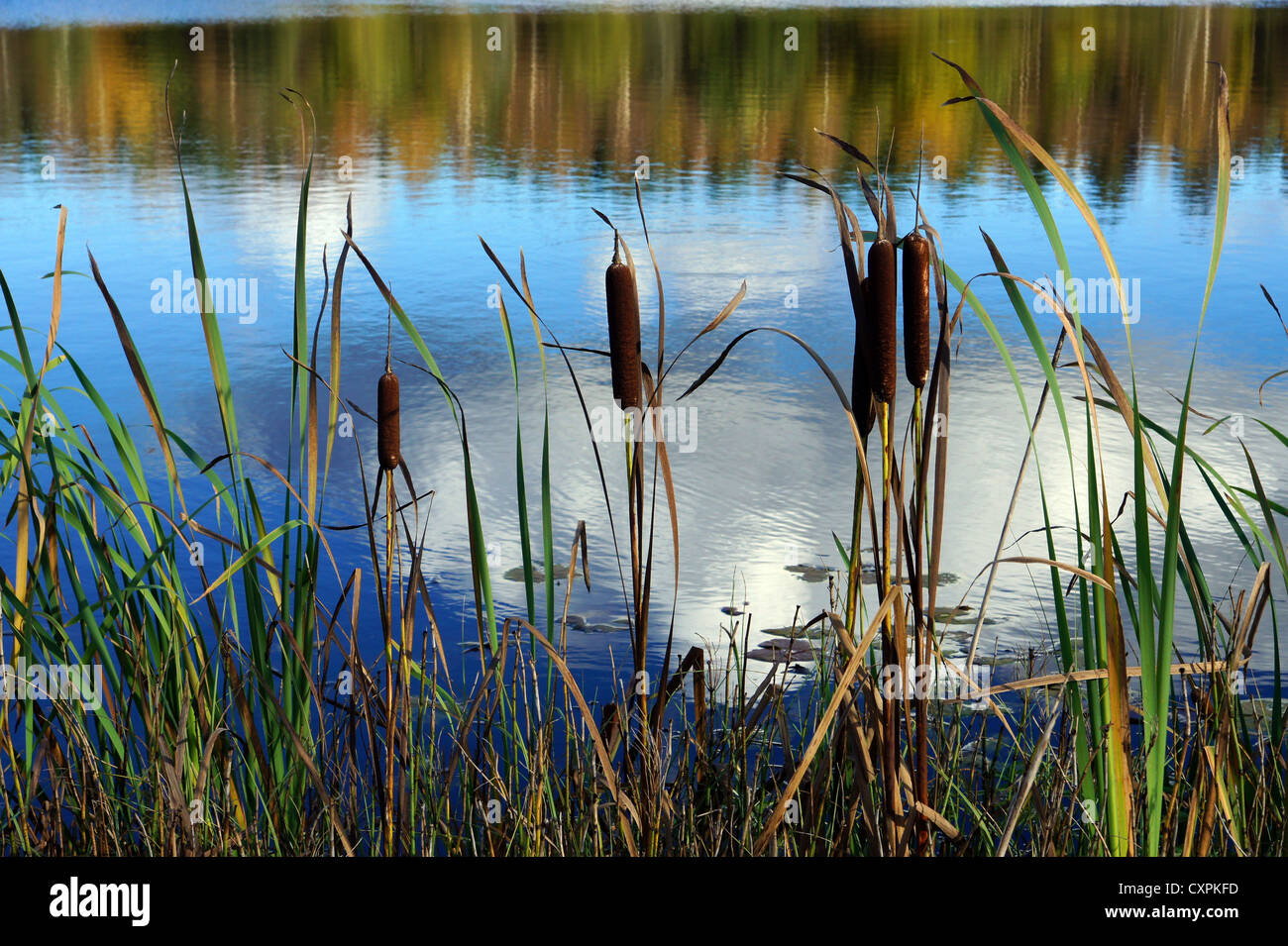 Cane and lake on a background of reflections of the sky Stock Photo