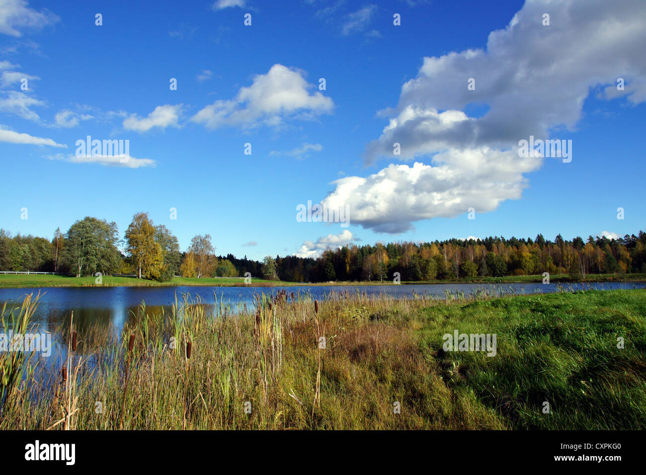 Lake and plants on a background of the blue sky Stock Photo