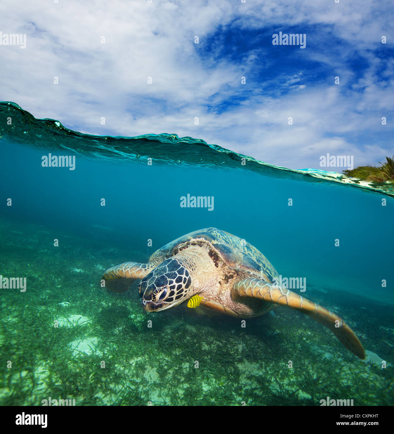 Turtle swimming on the sea bottom - half underwater shot Stock Photo