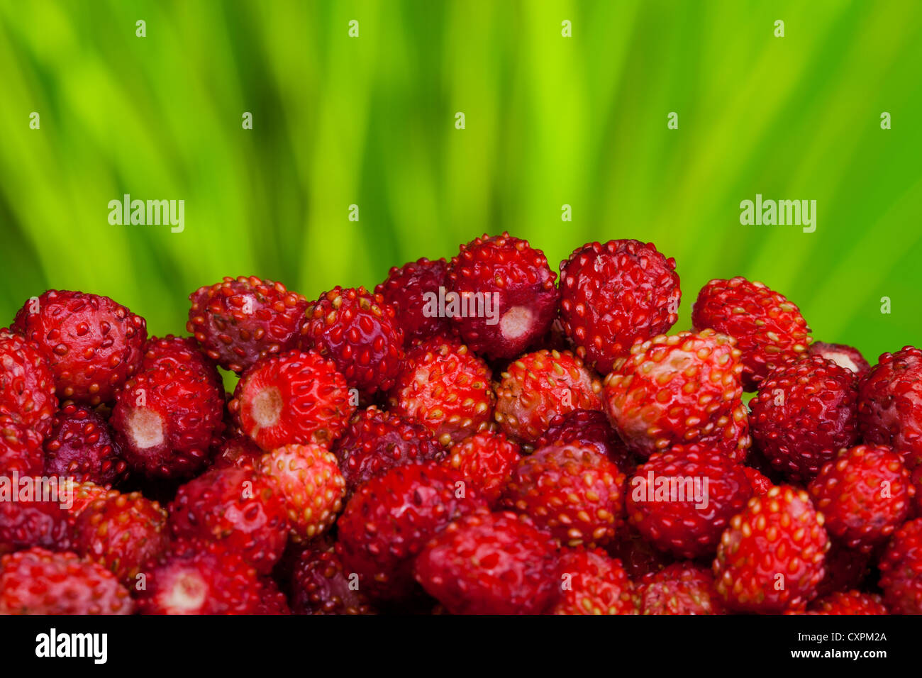 a pile of ripe wild strawberries on green background Stock Photo - Alamy