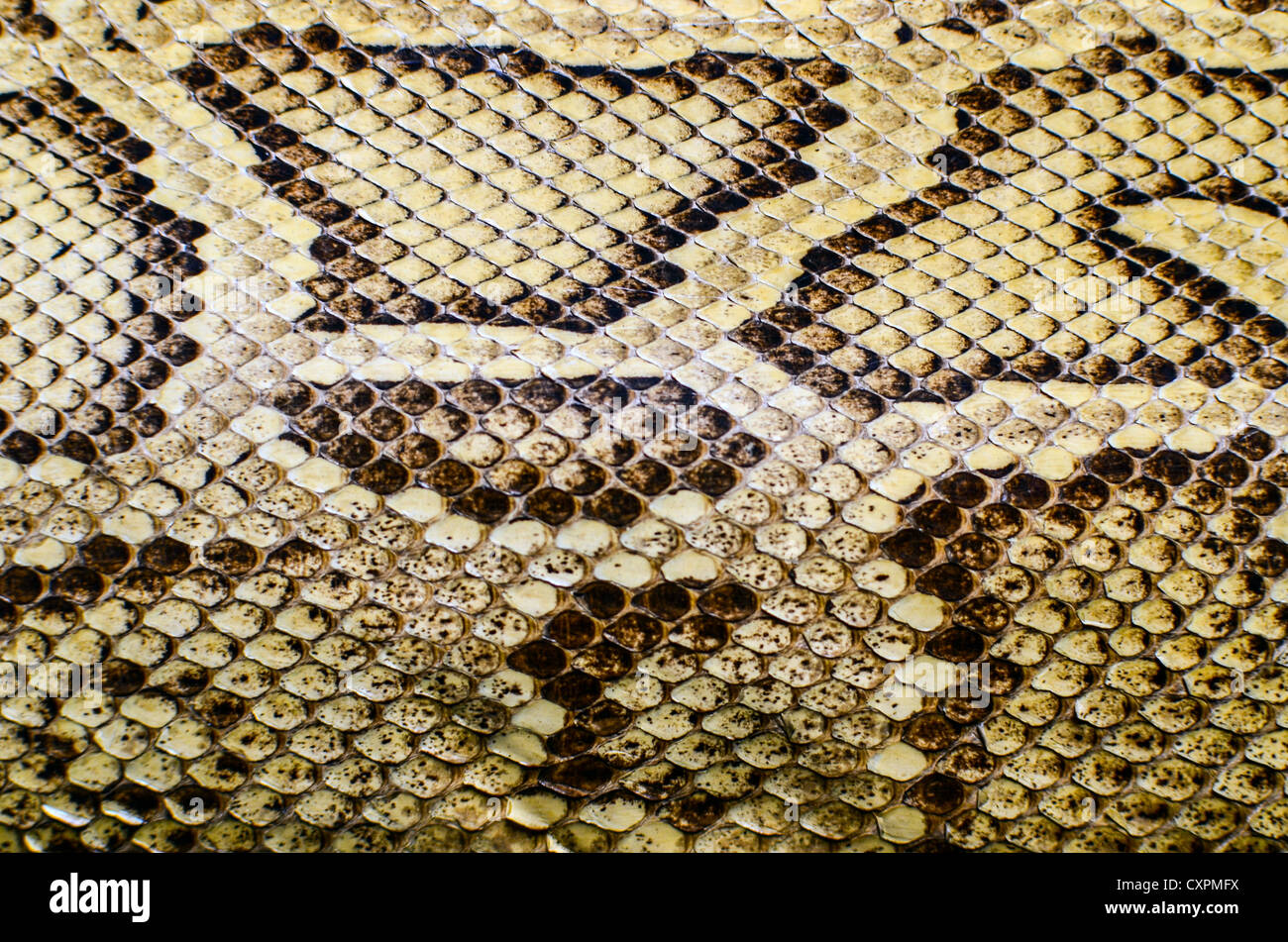 Snake skin texture Stock Photo