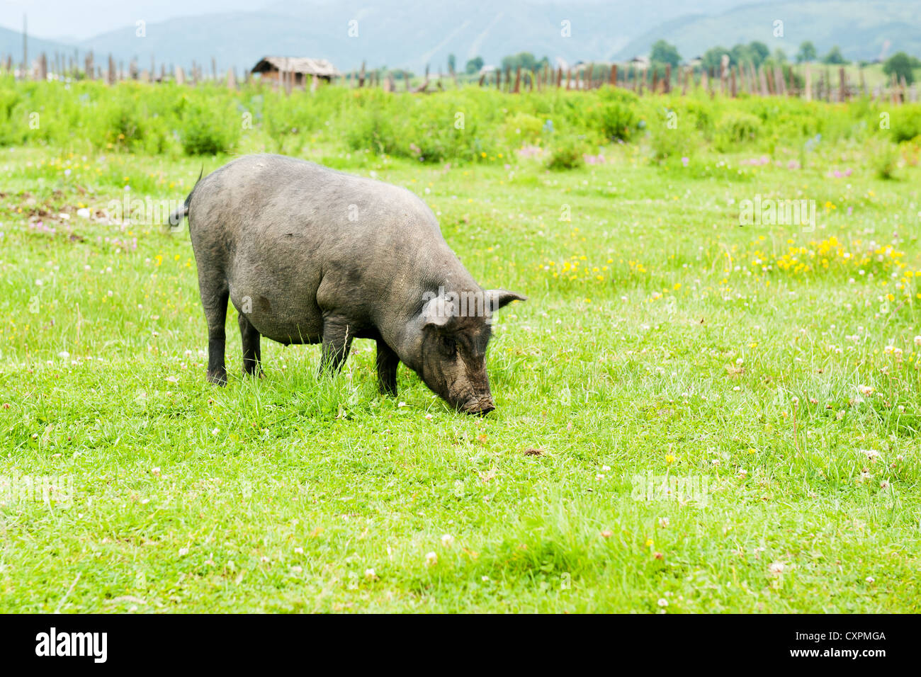 Tibetan pig grazing on the meadow in Shangri-La county,Yunnan province, China Stock Photo