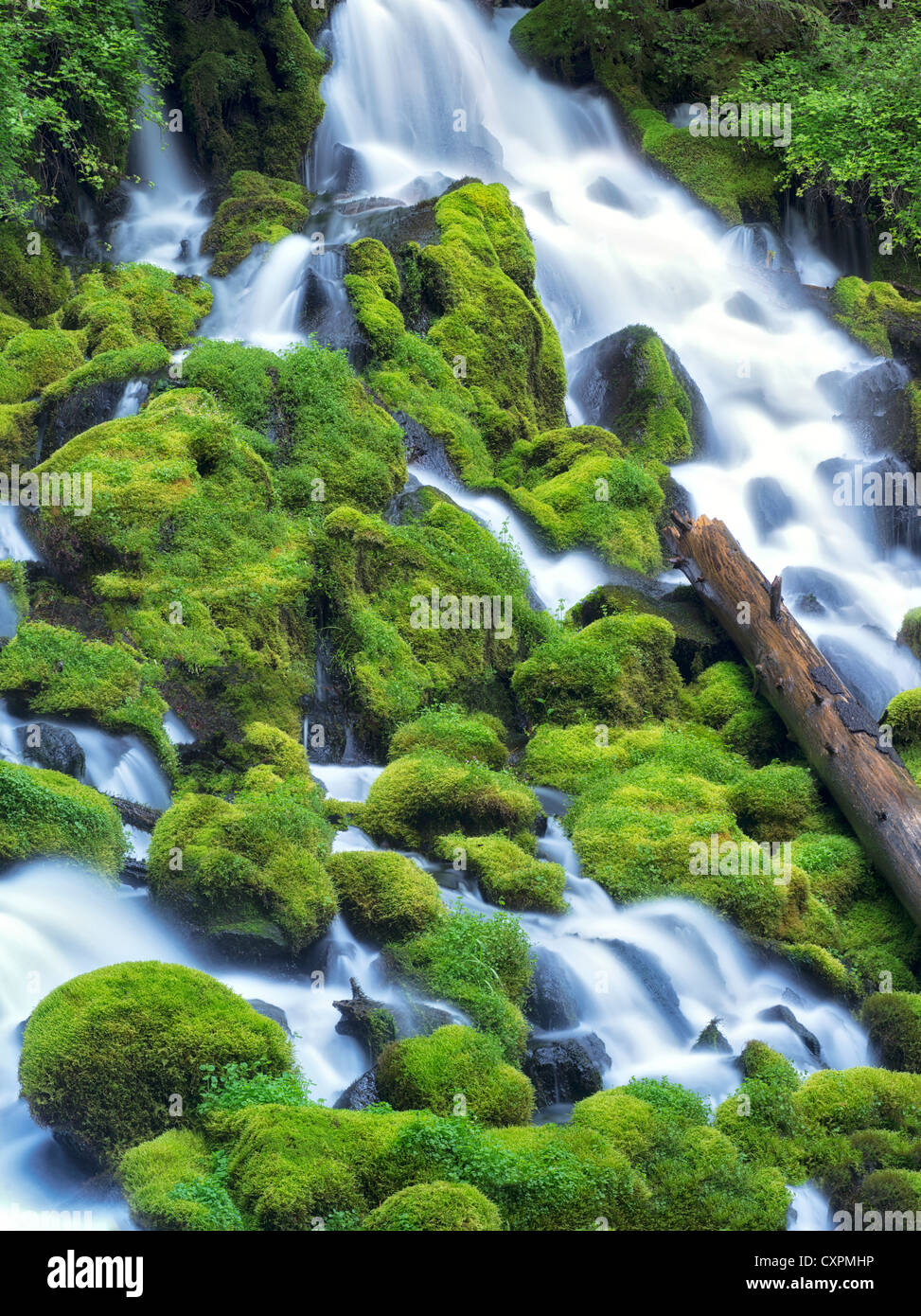 Clearwater falls with moss Umpqua National Forest, Oregon Stock Photo