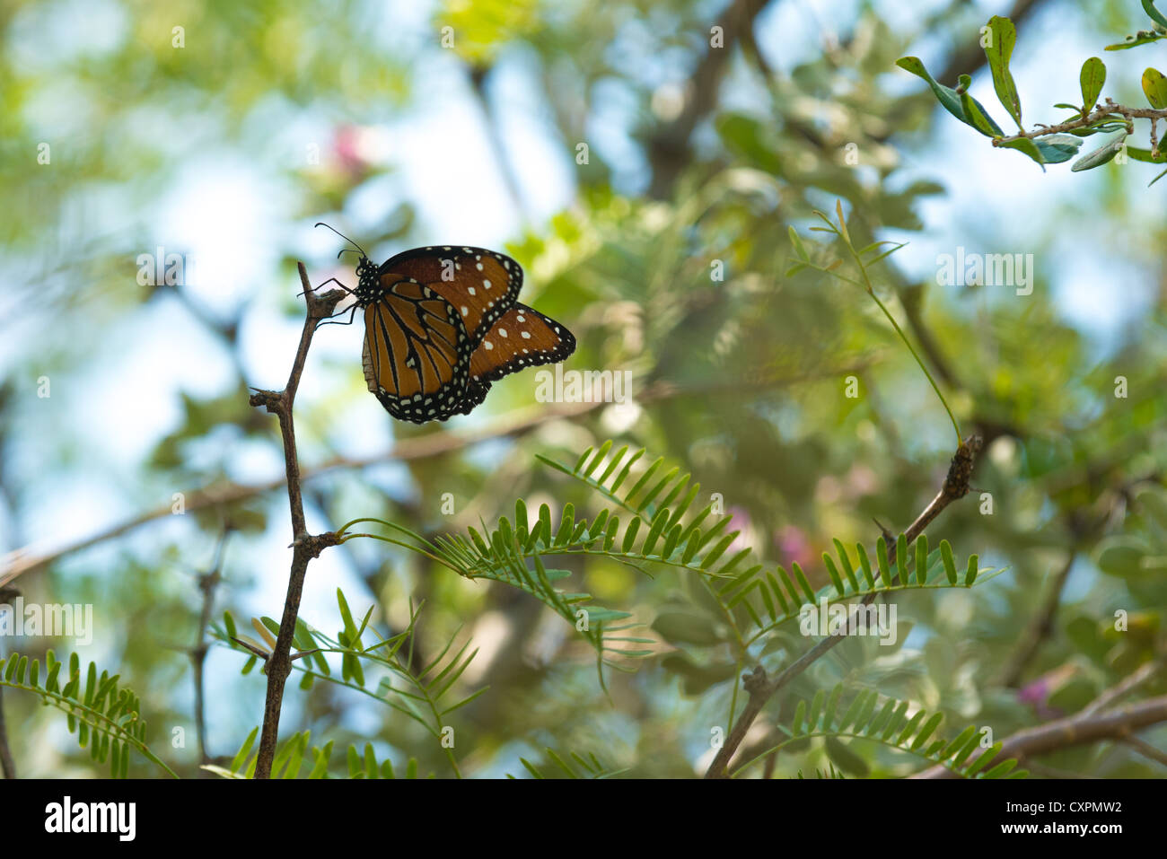 Monarch butterfly, Big Bend National Park, Texas. Stock Photo