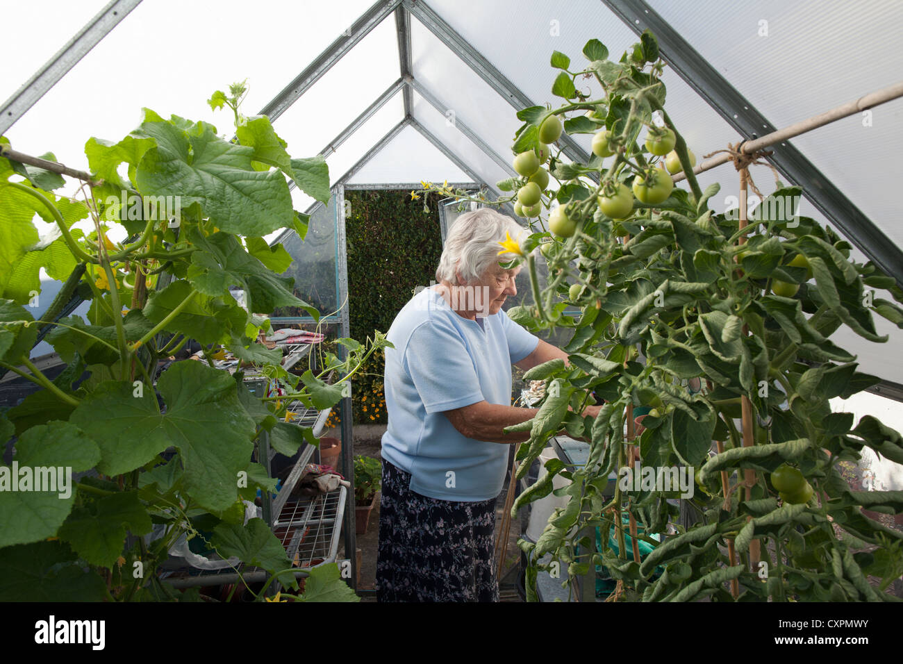 elderly woman with plants in greenhouse Stock Photo - Alamy