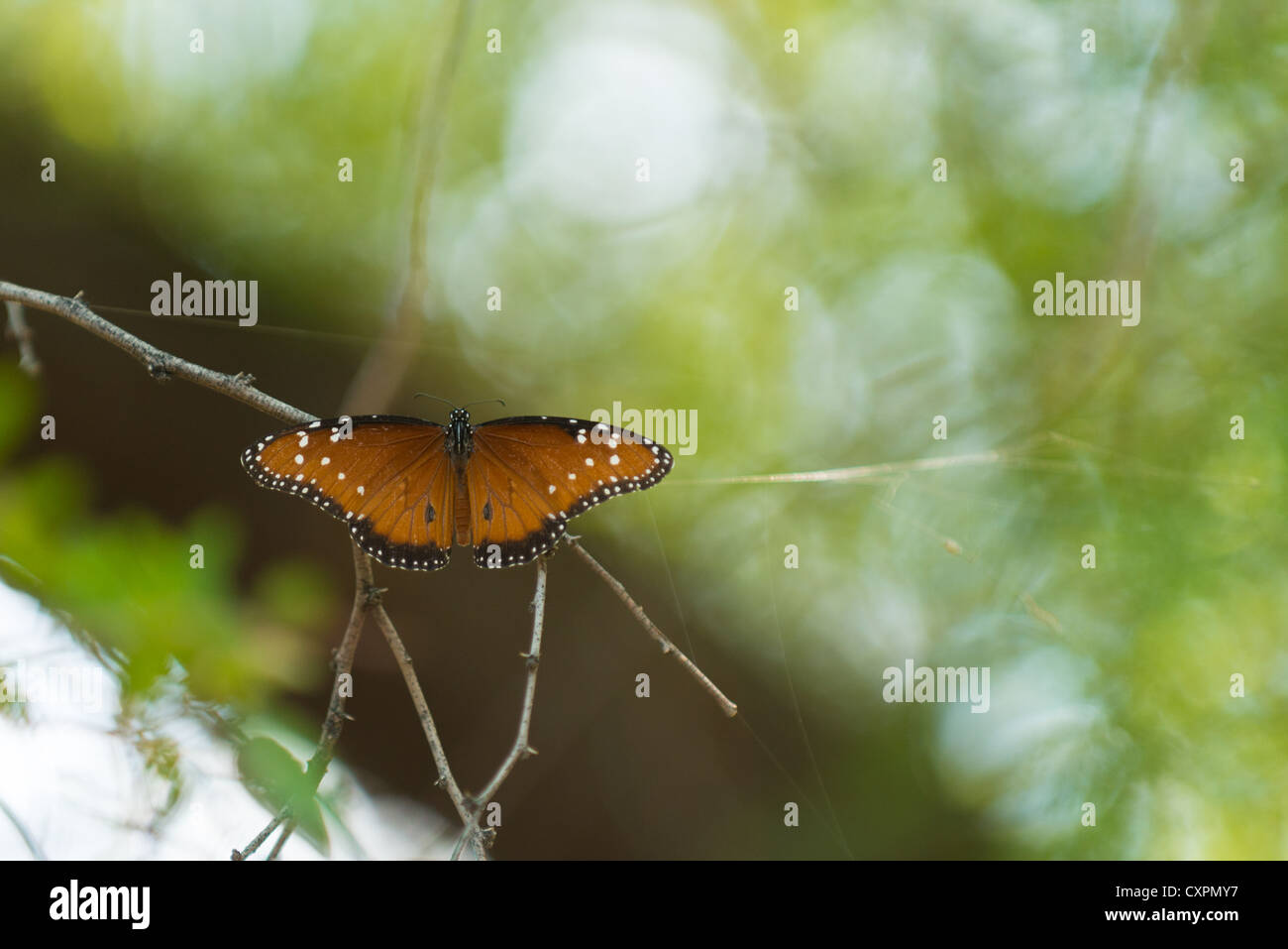 Butterfly on twig, Big Bend National Park, Texas. Stock Photo