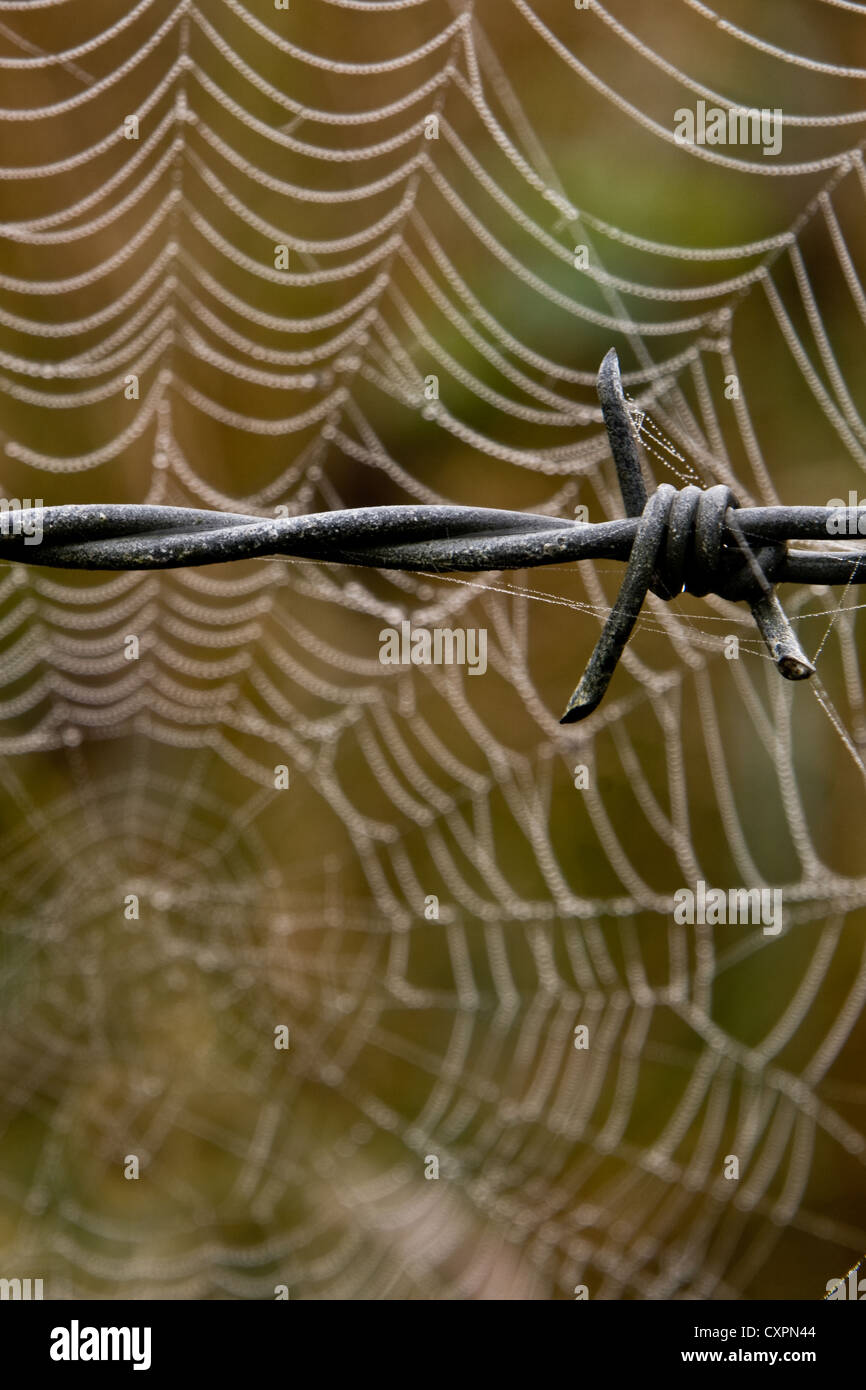 Cobweb behind barb wire Stock Photo