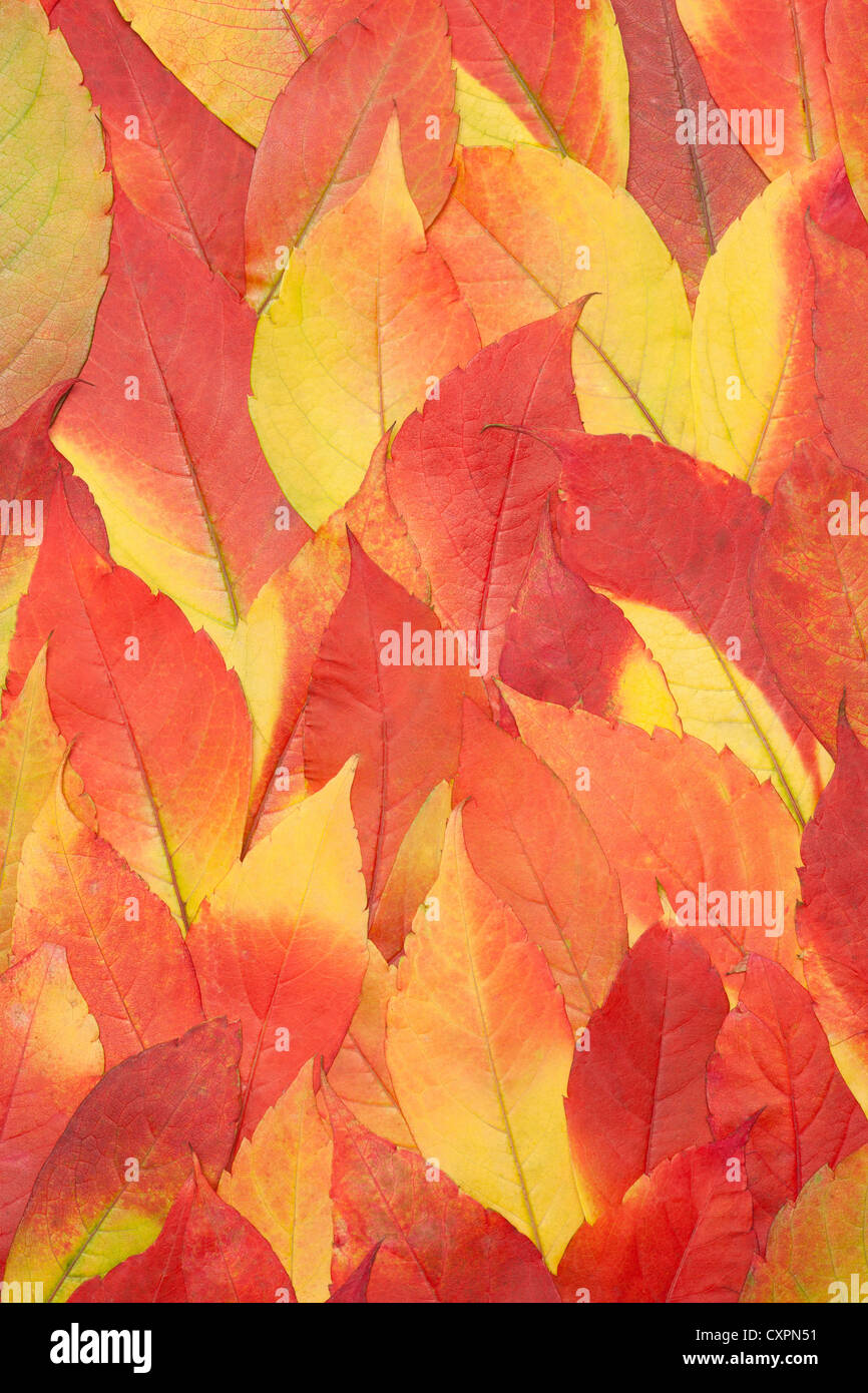red and yellow autumnal leaves background, color backdrop Stock Photo