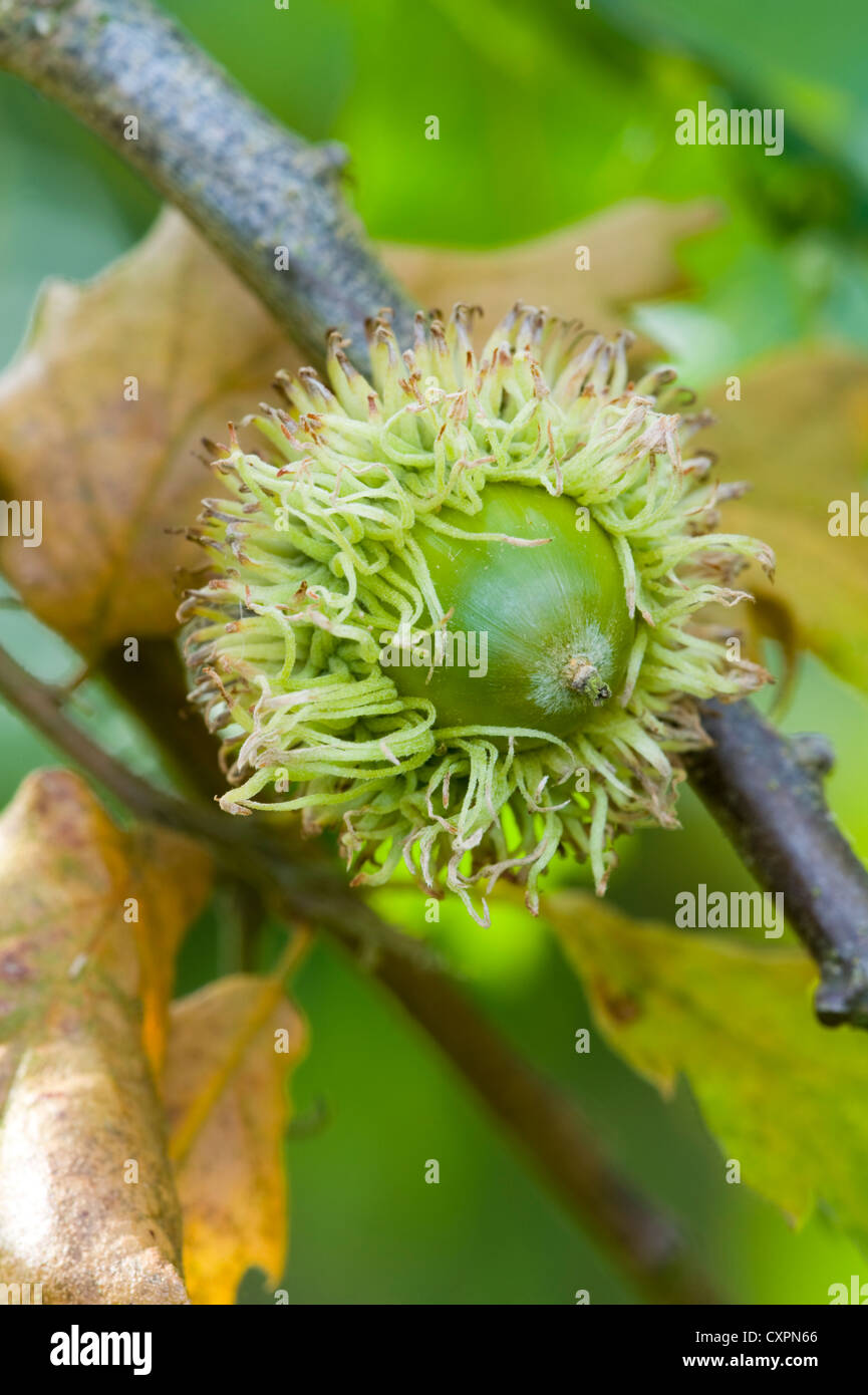 the bristled acorn of the turkey oak, american turkey oak; or quercus cerris in autumn or fall Stock Photo