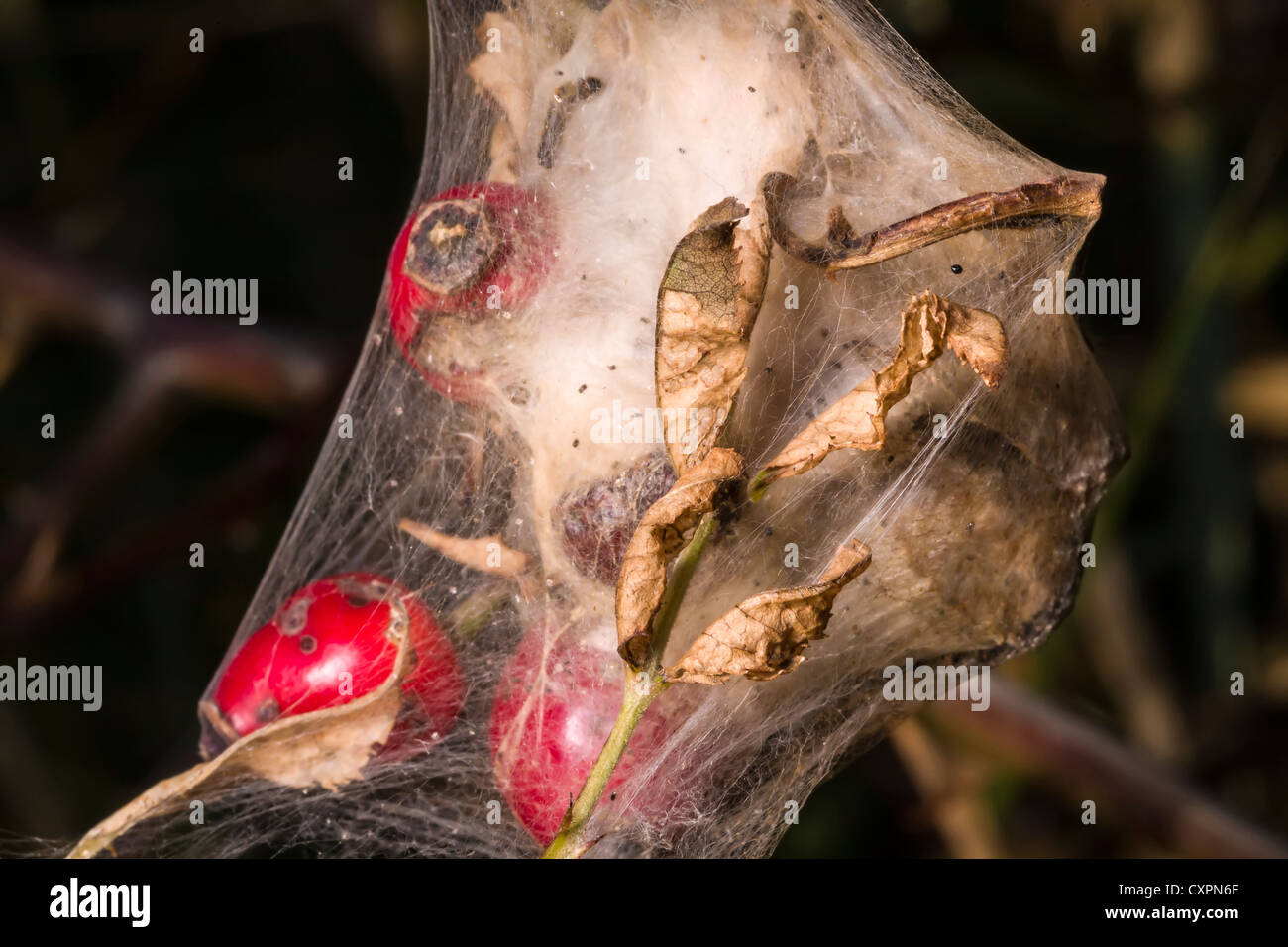 Browntail moth silk nest at Spurn Head, East Yorkshire, England Stock