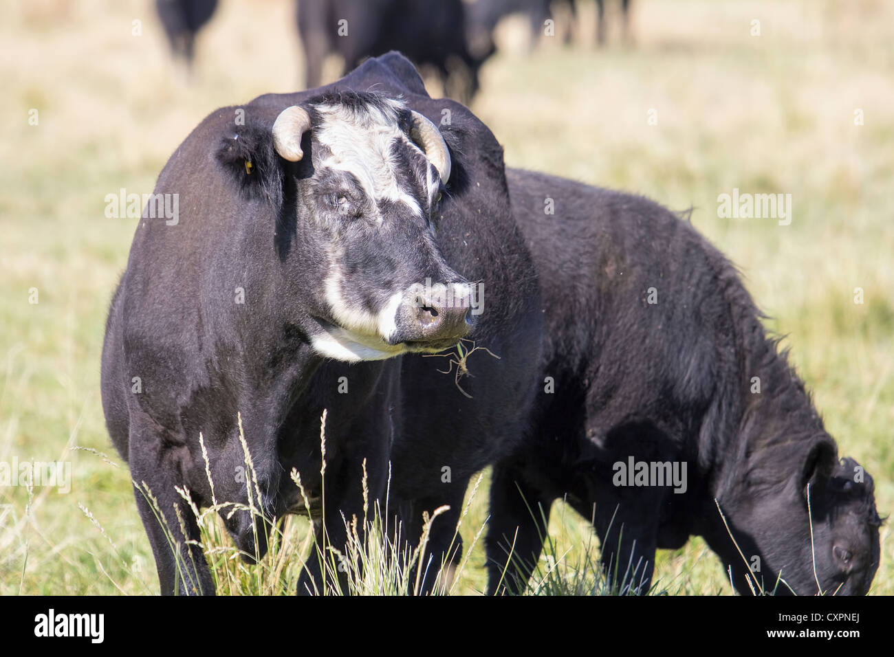 Cows Grazing on Green Pasture in Central Oregon Farmland Stock Photo