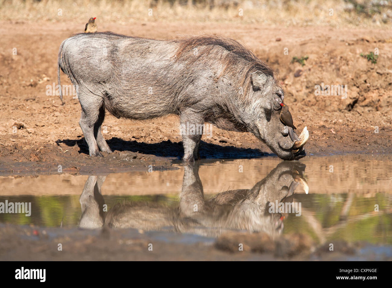 Warthog (Phacochoerus aethiopicus), drinking with redbilled oxpeckers, Buphagus erythrorhynchus, Hluhluwe-iMfolozi Park, Kwazulu Stock Photo