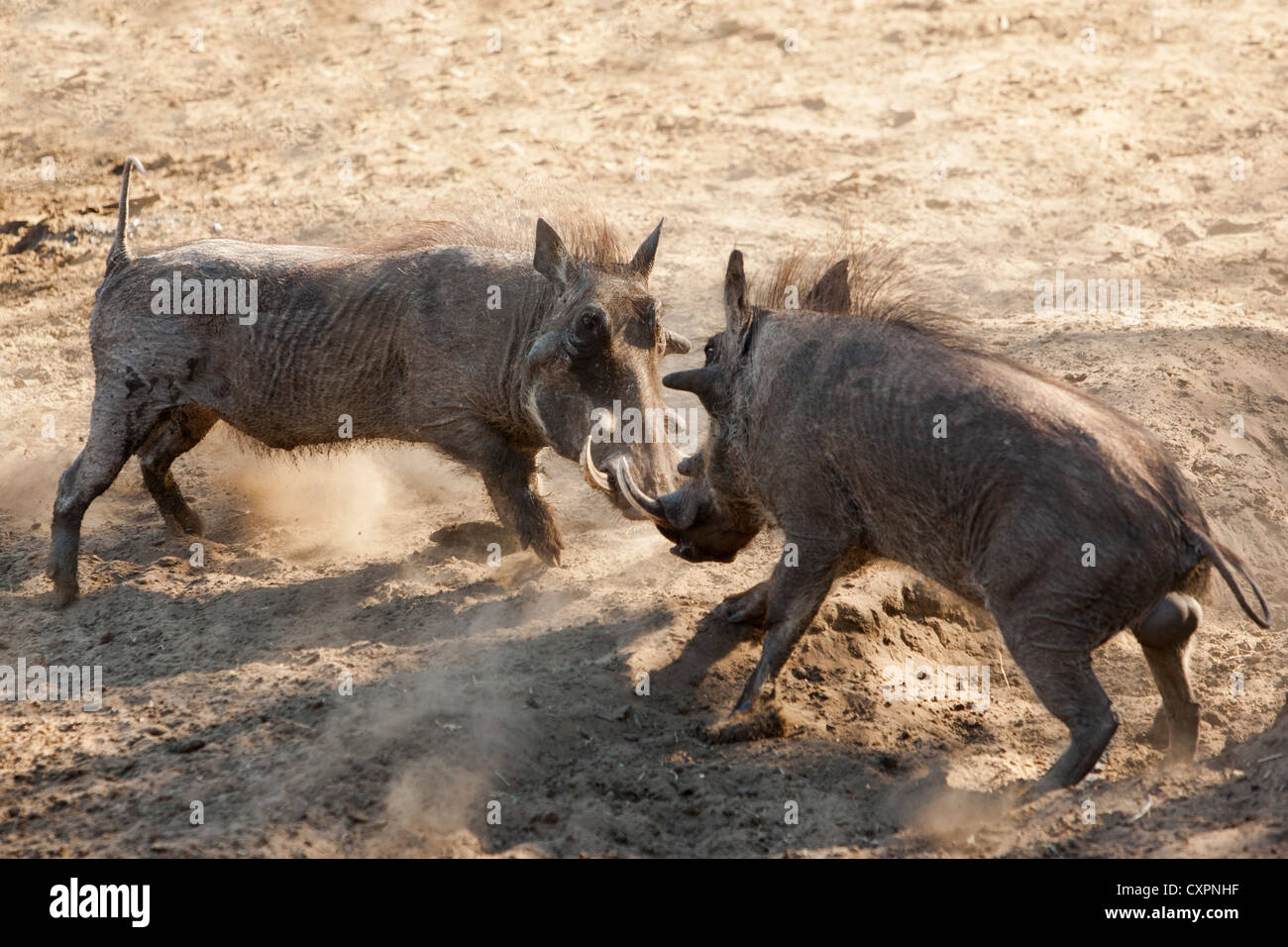 Warthog (Phacochoerus aethiopicus), boars fighting, Mkhuze game reserve, South Africa Stock Photo