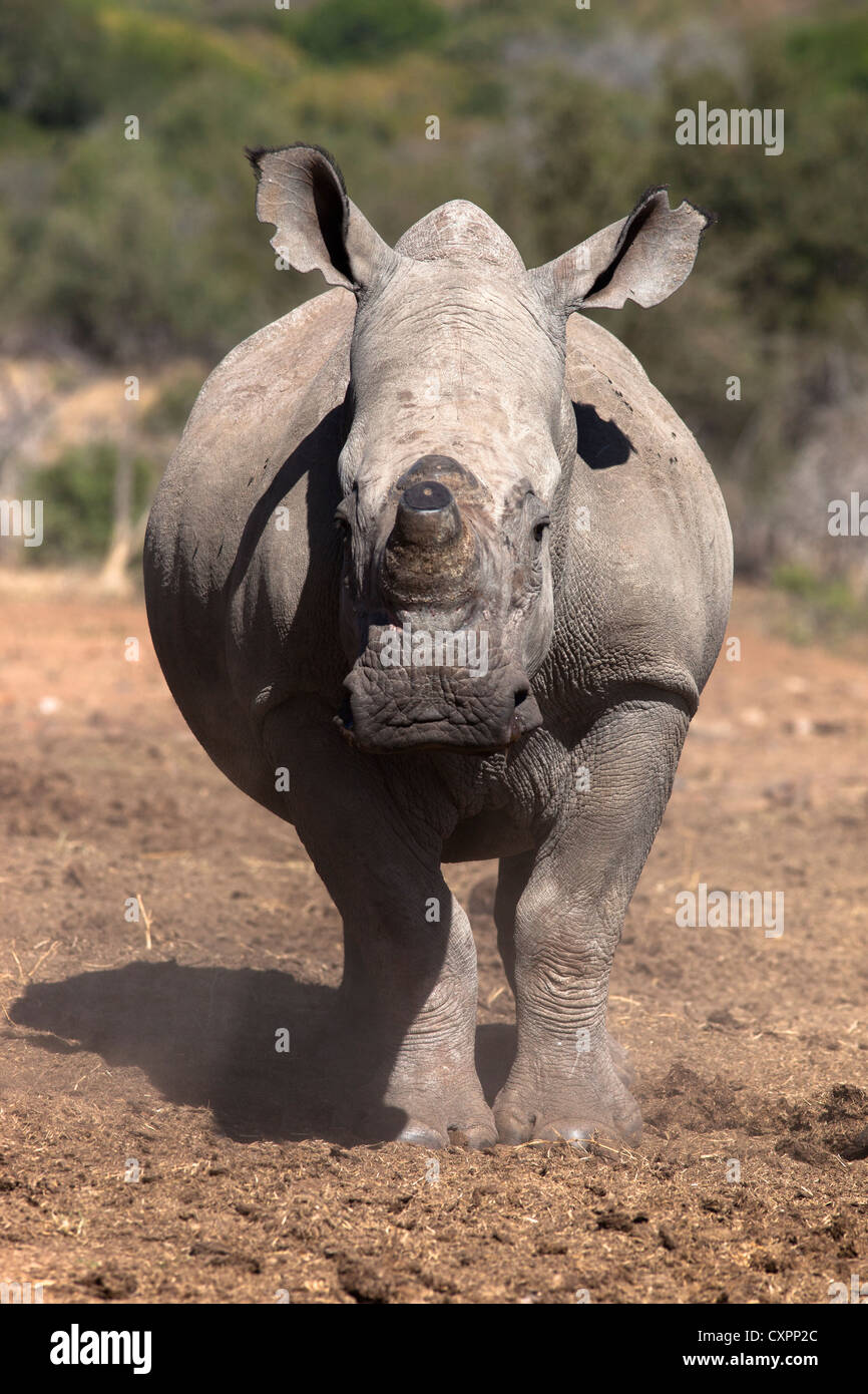 Dehorned white rhino (Ceratotherium simum), Mpumalanga, South Africa Stock Photo