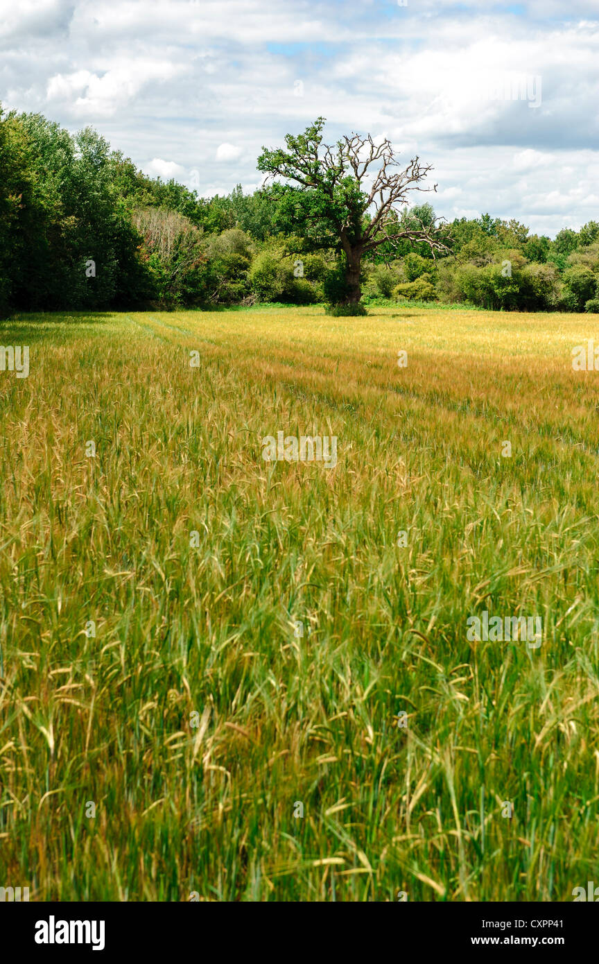 Wheat growing in the Brenne National Park in early summer Stock Photo