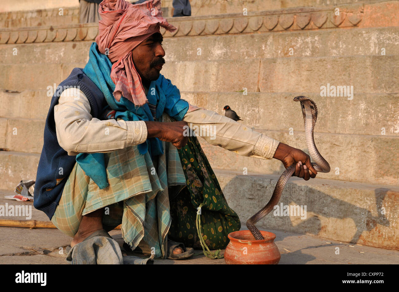 Snake Charmer Gif