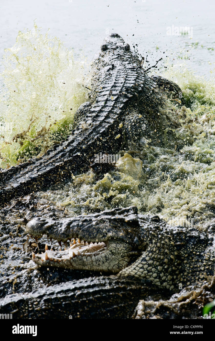 Fighting crocodiles. Stock Photo
