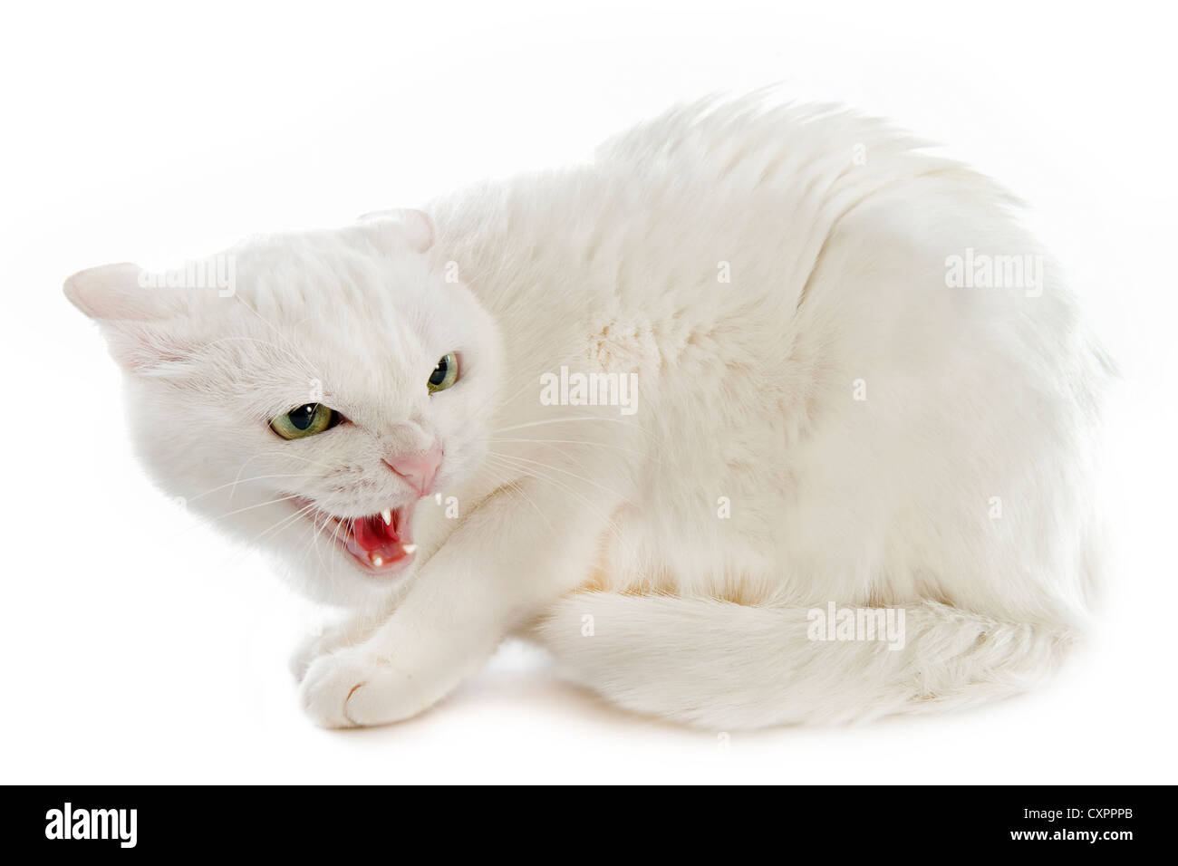 Cat, exotic shorthair, angry-looking face, front view, gaming logo, white  background